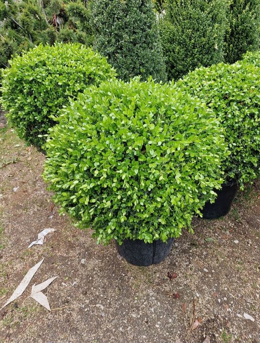 Eunimus. Buxus globular. Pin copac
