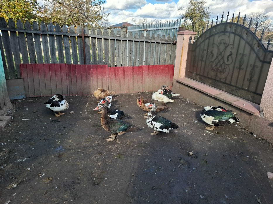 Vând rațe mute ciocolatii