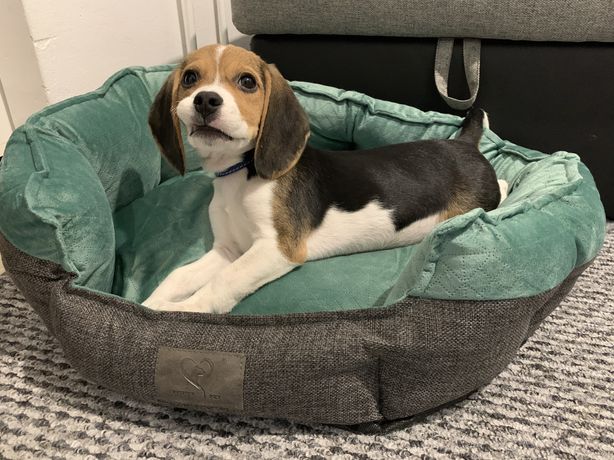 Beagle Mascul de 2 ani