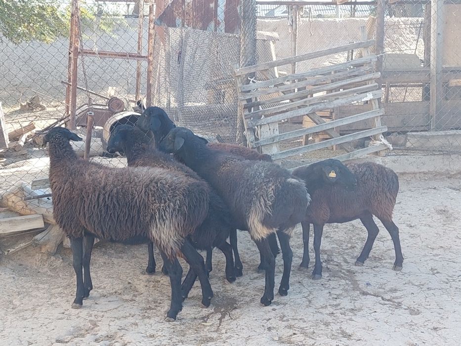 Семіз жем жеп тұрған бойдақ қой сатылады.  Сойып береміз.