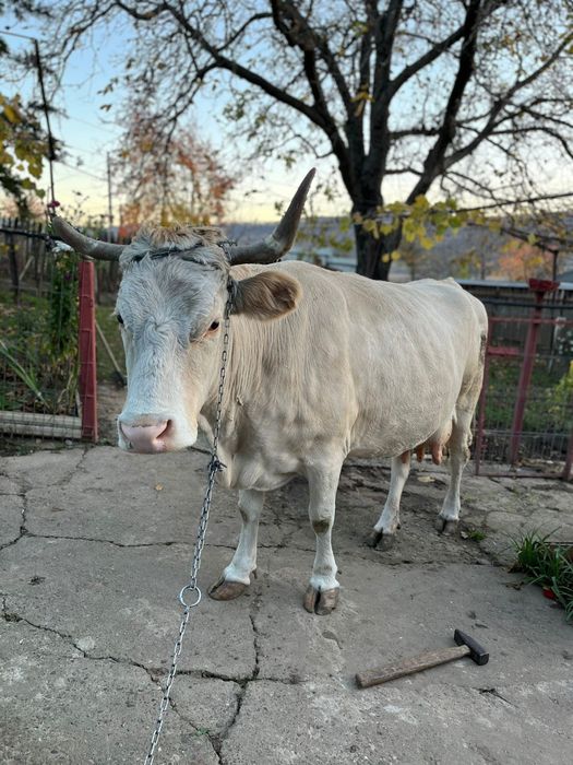 Vaca de lapte sănătoasă,productivă