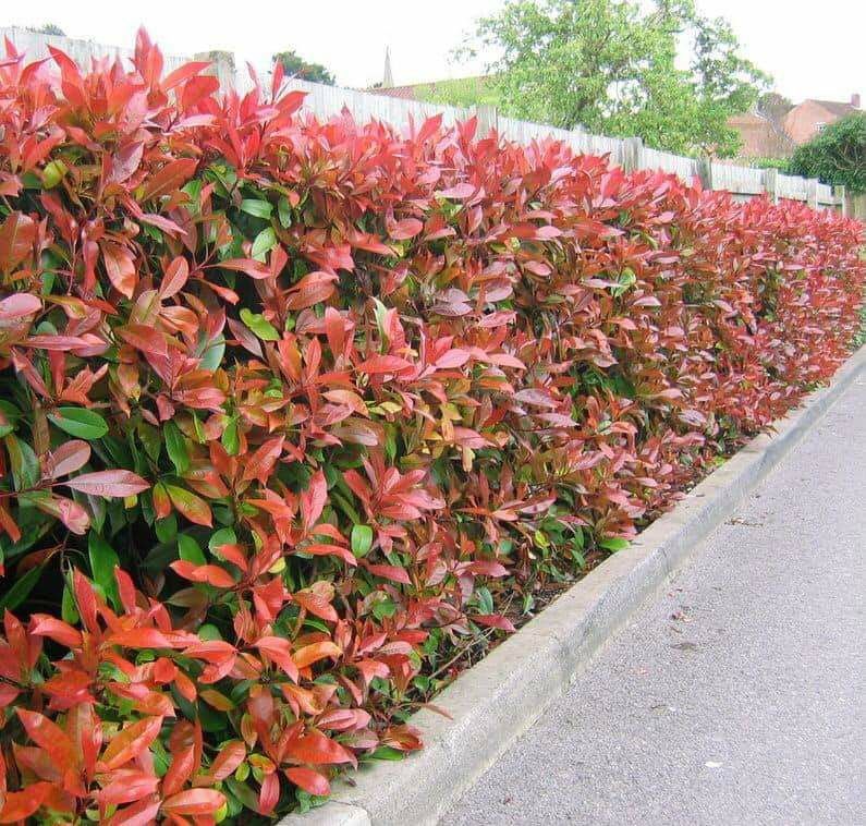 Photinia Red Robin 60-80 cm