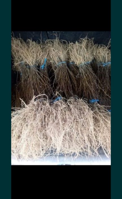 Echipă de profesioniști în silvicultură comercializăm puieți de salcâm