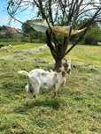 Capre de vanzare