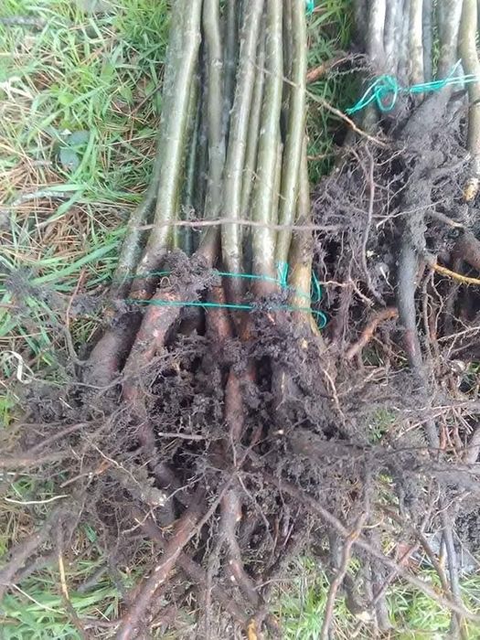 Здравейте предлагаме високо качествени дръвчета липа бреза Явор ясен