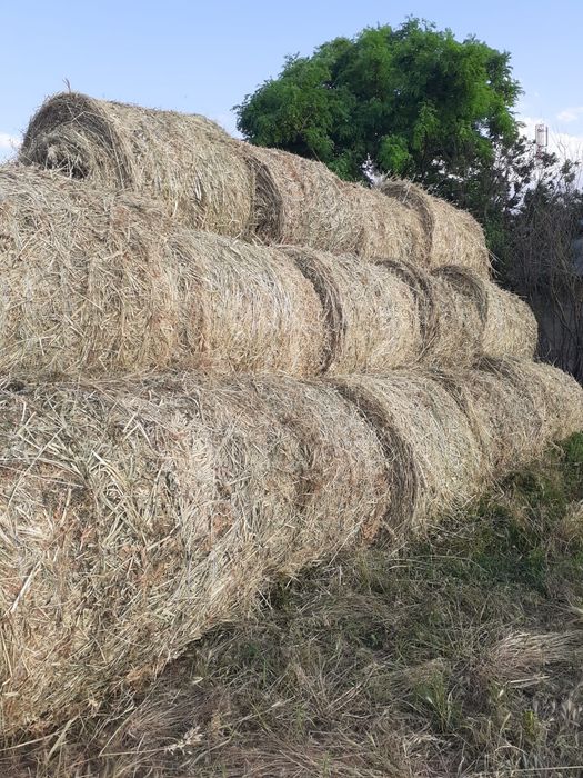 Balotii mari de mazăre cu toate ierburile