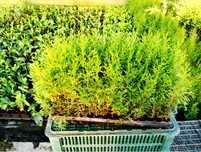 tuia smaragd, danica 2 ani, thuja smaragd