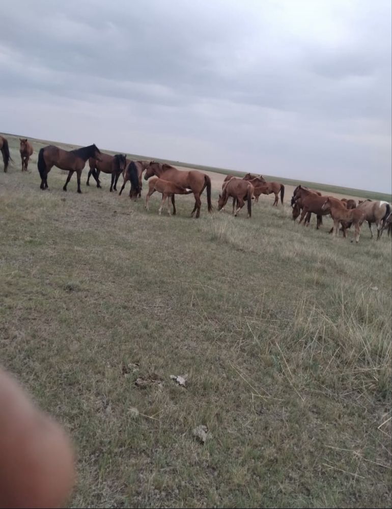 Продам табун лошадей