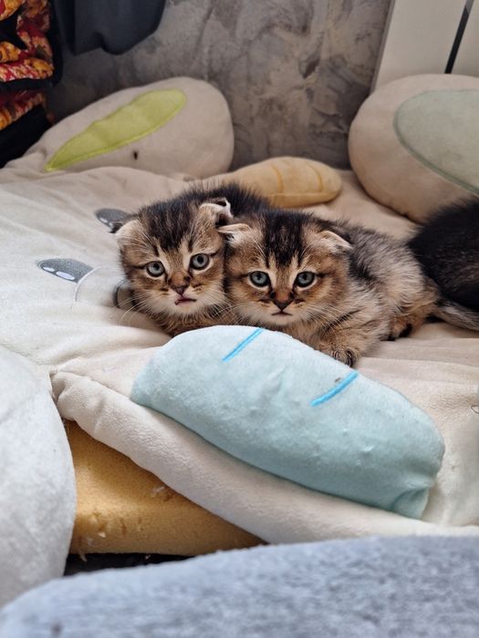 Милые котята готовы переехать в новый дом фолды девочки британцы мальч