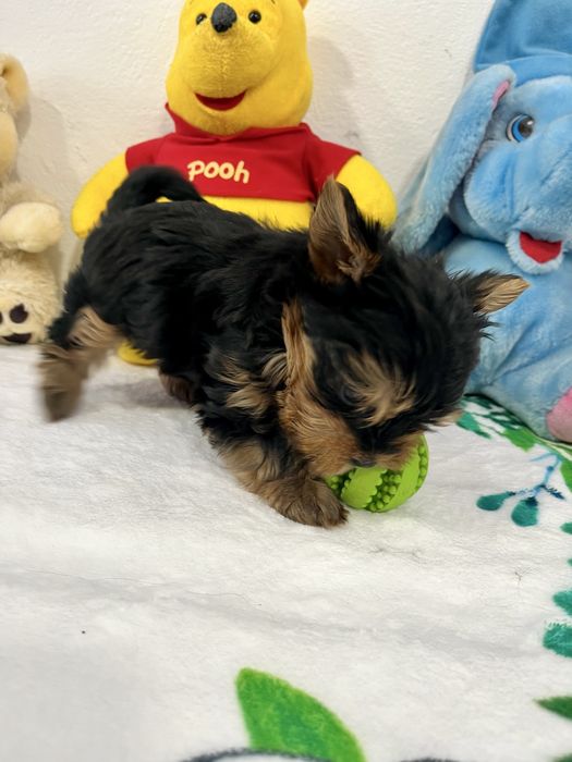 Йоркширски териер-Мини йорки