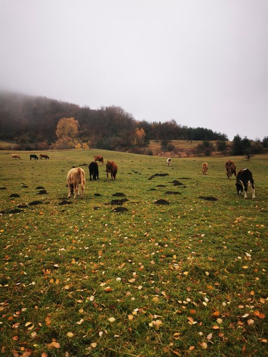 Продавам крави и телета