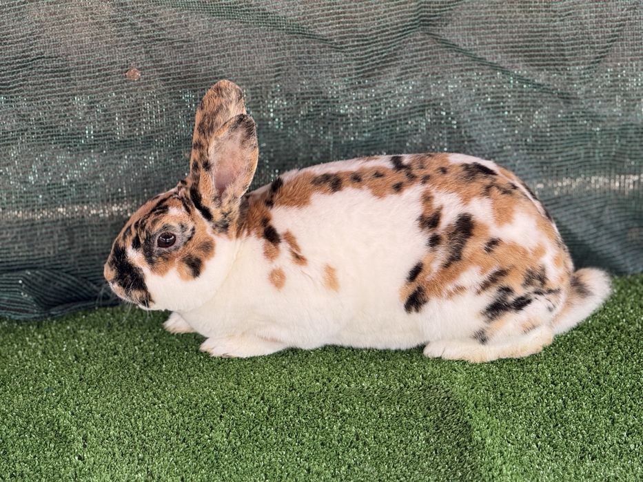 Продавам зайците на снимките от породата Рекс