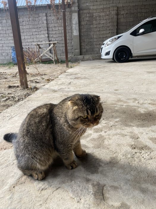 Британский шиншилла мальчик