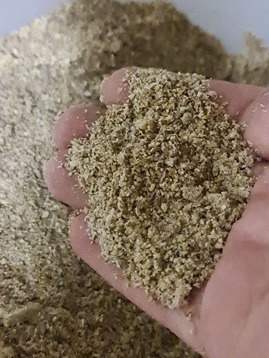 семена расторопши