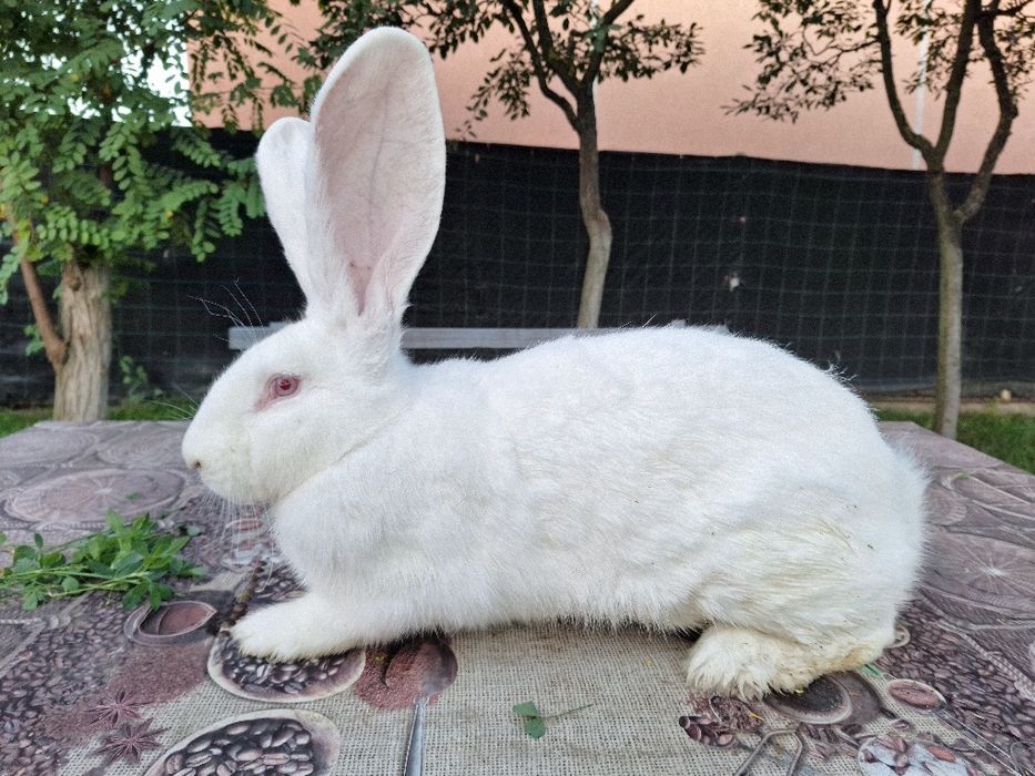 Vând iepuri urias german alb