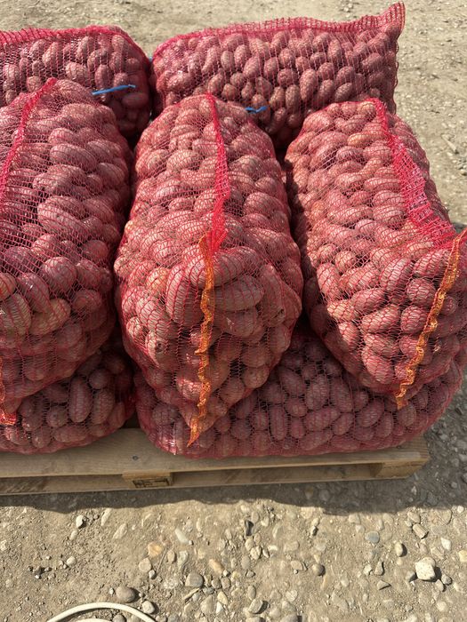 Cartofi pentru animale