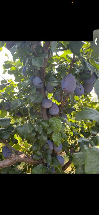 Prune HAGANTA( soi olandez) dimensini mari