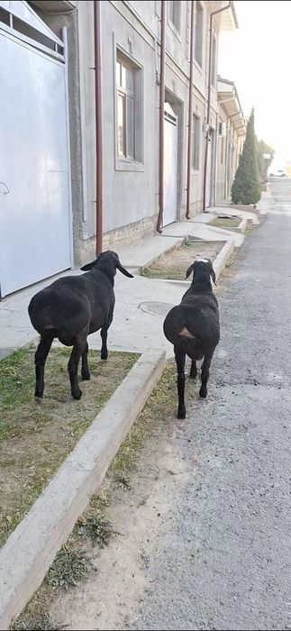 Qo‘zi qo‘chqorlar sotiladi.