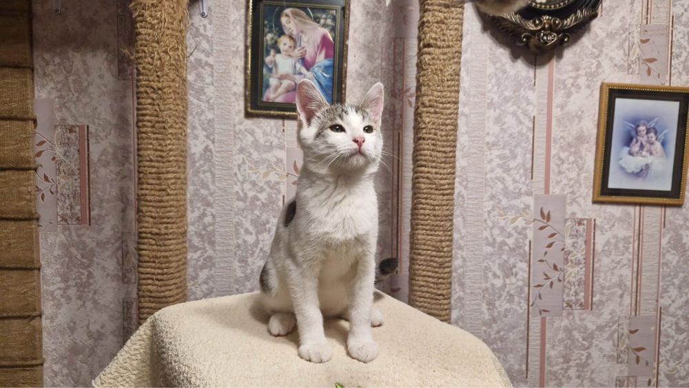 Котик в добрые руки