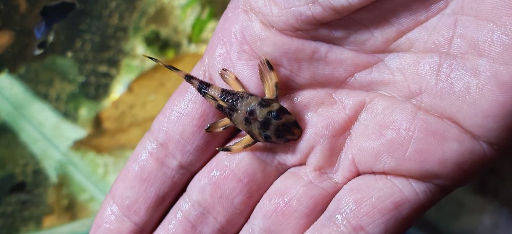 Vând pești acvariu L168