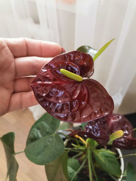 Комнатный цветок Антуриум