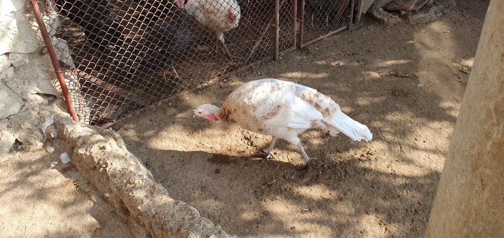 Пуйки и Пуяци за прадниците.