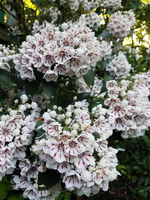 Pomi Ornamentali  weigela roz siclamen