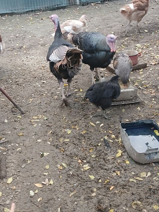 Se vând curcani mari