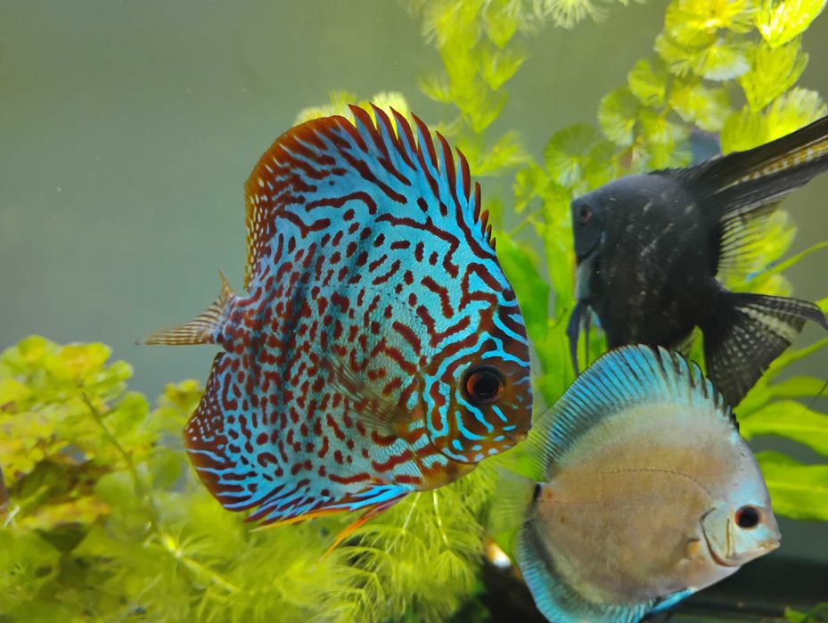 Pesti acvariu Discus