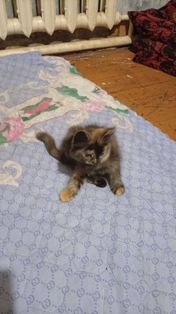 Котята отдадим даром