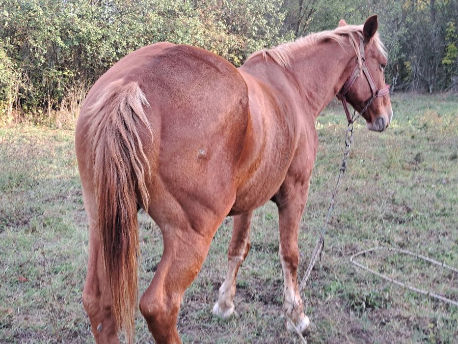 Vând iapa foarte cuminte