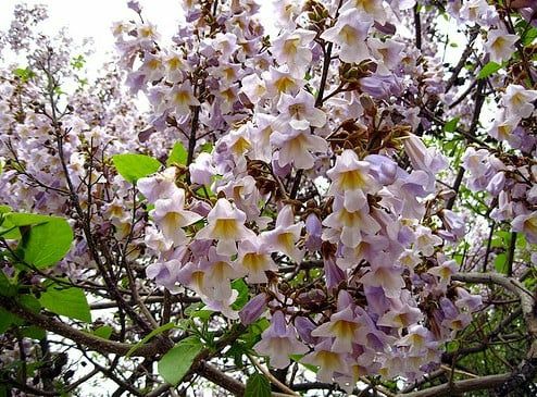 Pomi Ornamentali (Paulownia Tomentosa)
