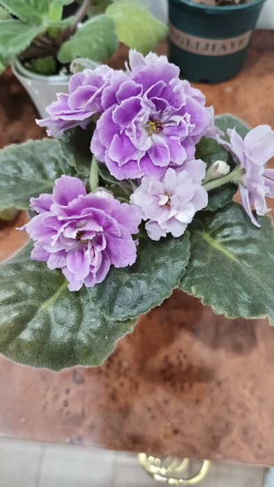 Фиалка сортовая ЕК Вера