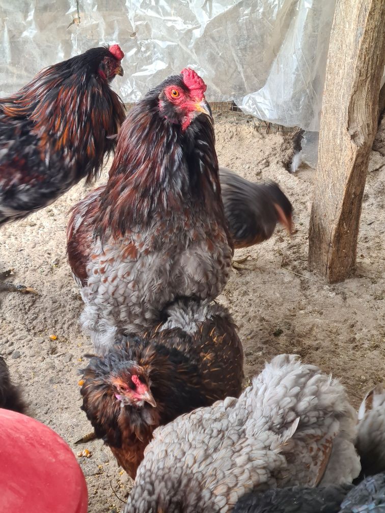 Oua verzi incubație gaini Araucana