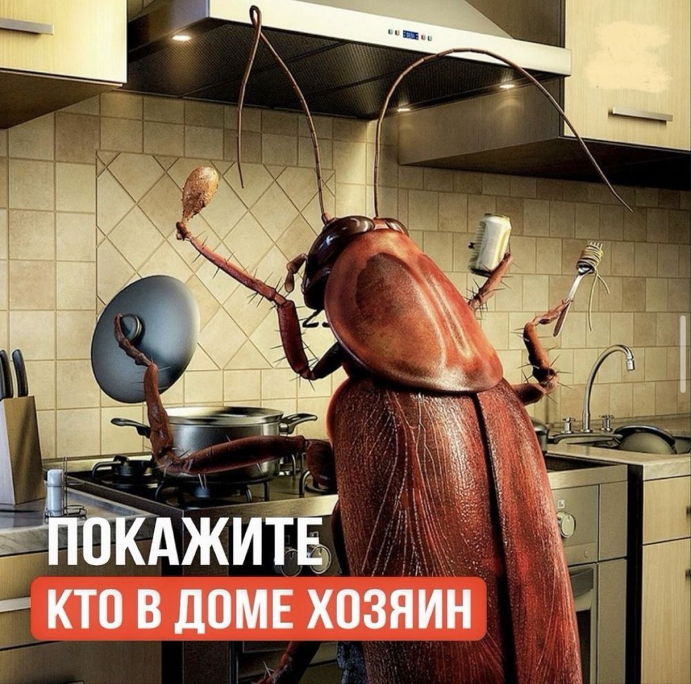 Chistodez.uz — профессиональная дезинсекция дезинфекция в Узбекистане