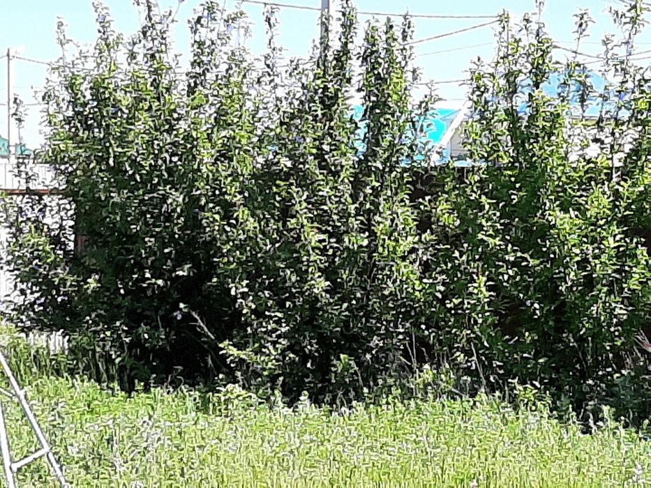 Продам деревья слива