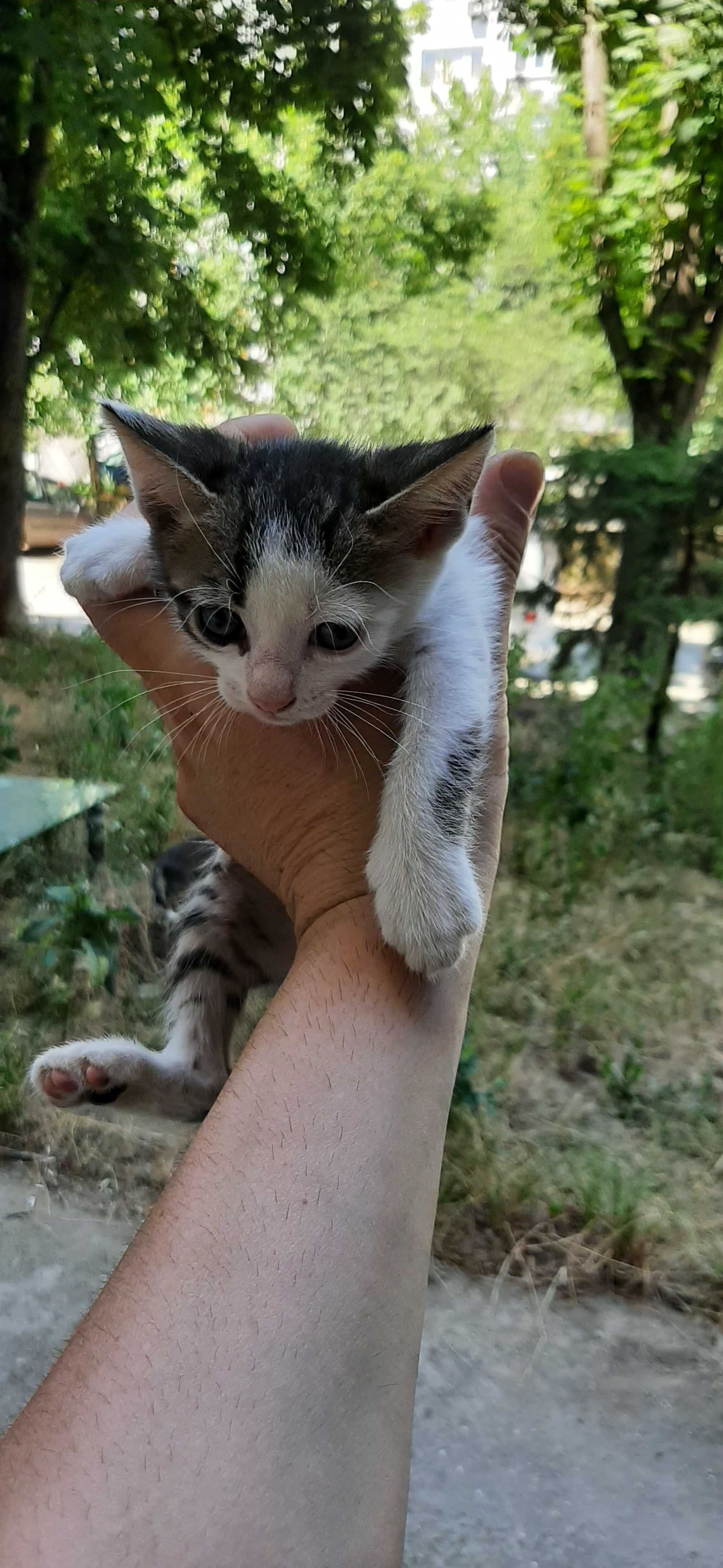 Подърявам малки котета на месец и половина.