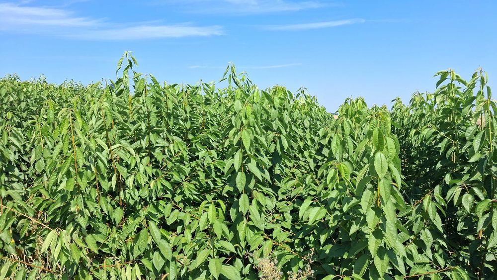Pomi fructiferi categoria certificat