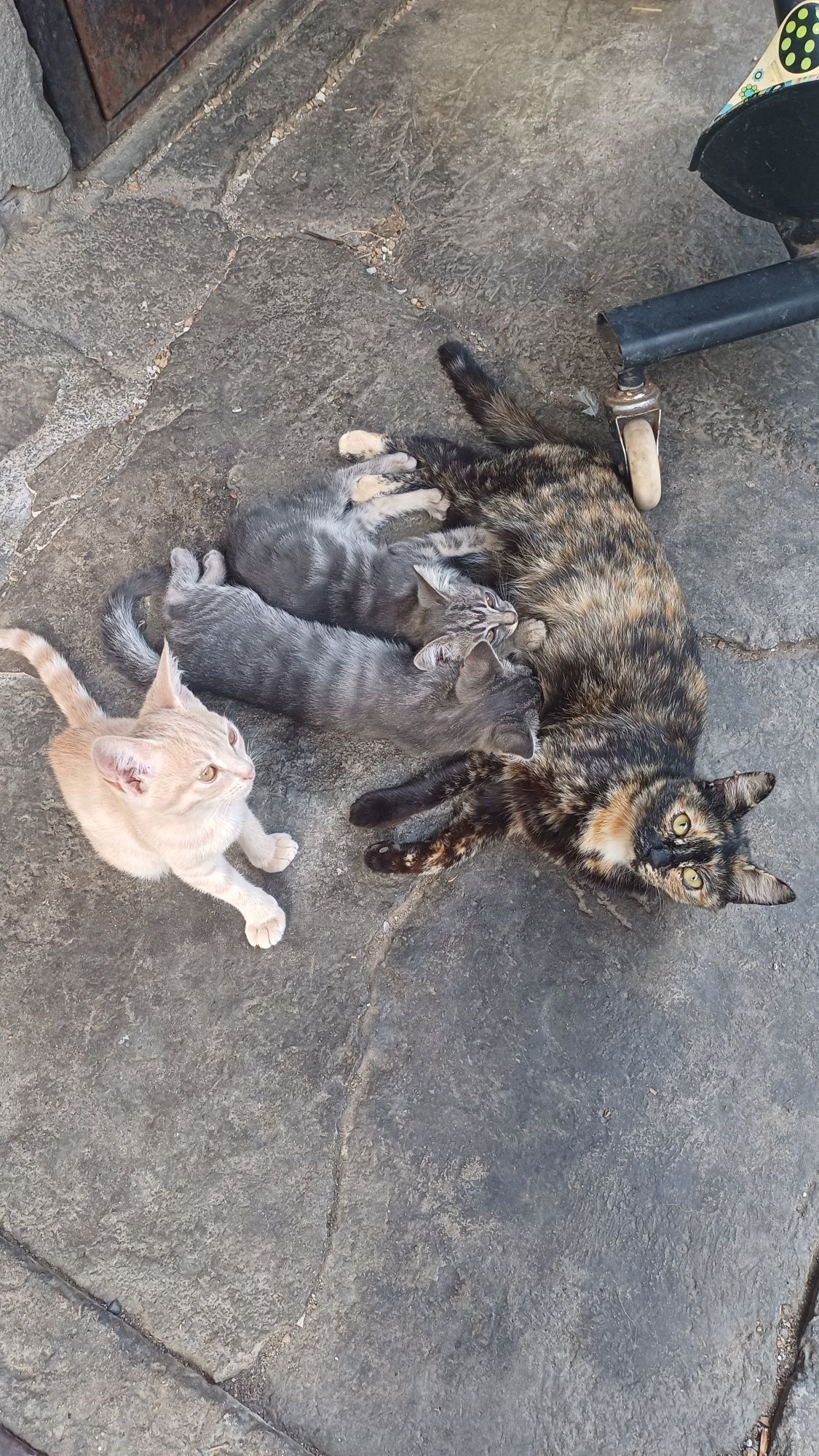 Котята крысоловы