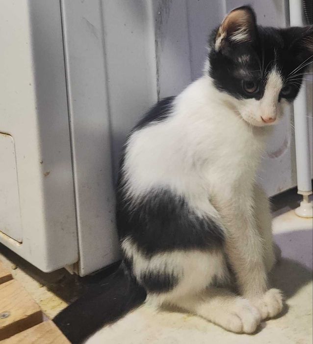 «Котята 3 месяца — ищут своих людей»