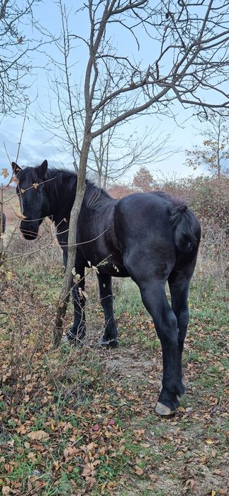 Vând manza 2,5 ani foarte cuminte