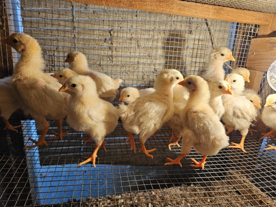 Пилета домашни Легхорн на 15 дена