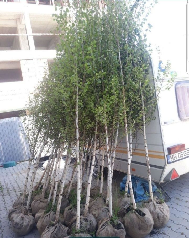 Vand plante ornamentale de diferite înălțimi i Tuia smarald leilandyq