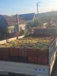 Struguri de vin Fetească