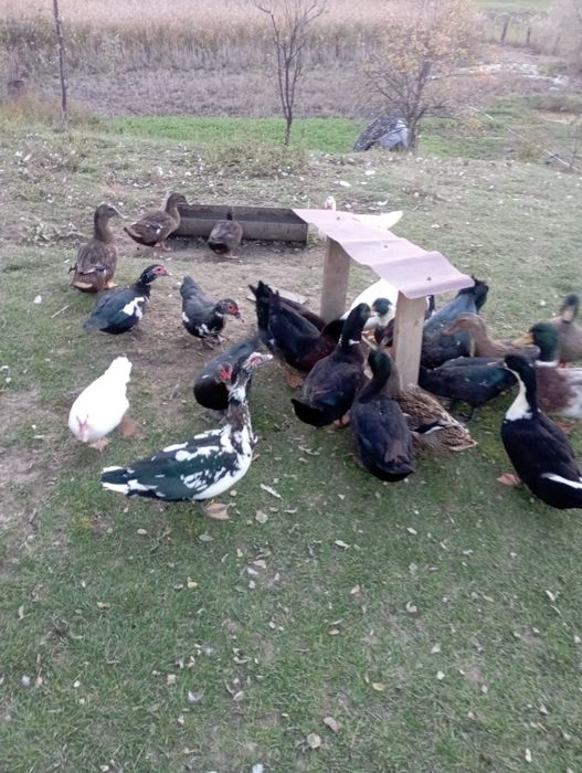 Rate tinere diponibile