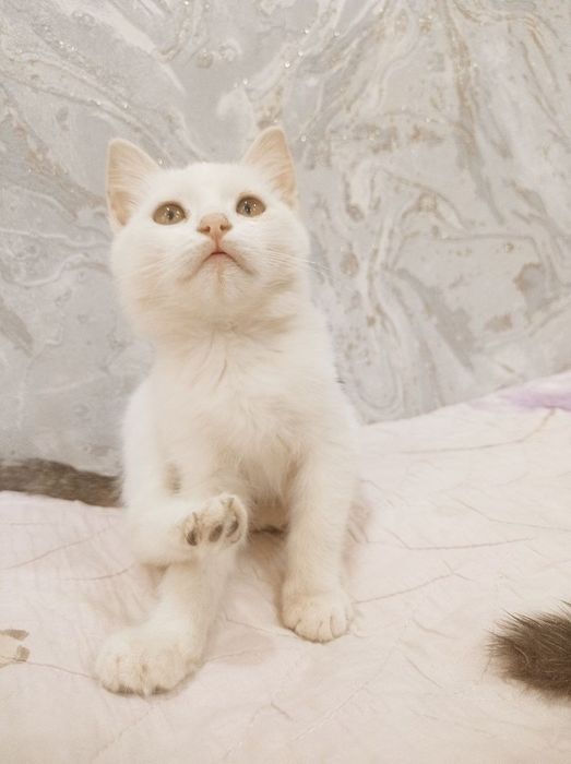 Отдам котят в добрые руки. Котята здоровые, игривые, приучены к лотку.