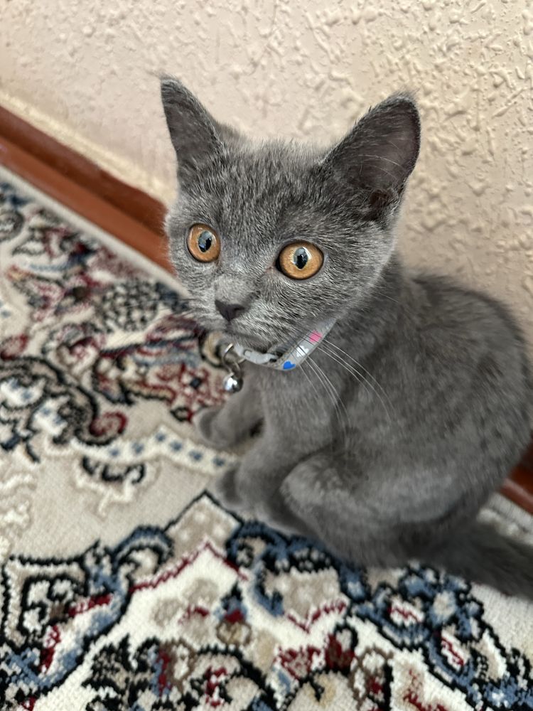 Britan shorthair. Sian