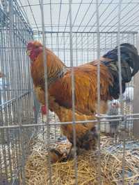 Oua Australorp Brahma Araucana Lakenvelder Mătase Wyandotte La fleche