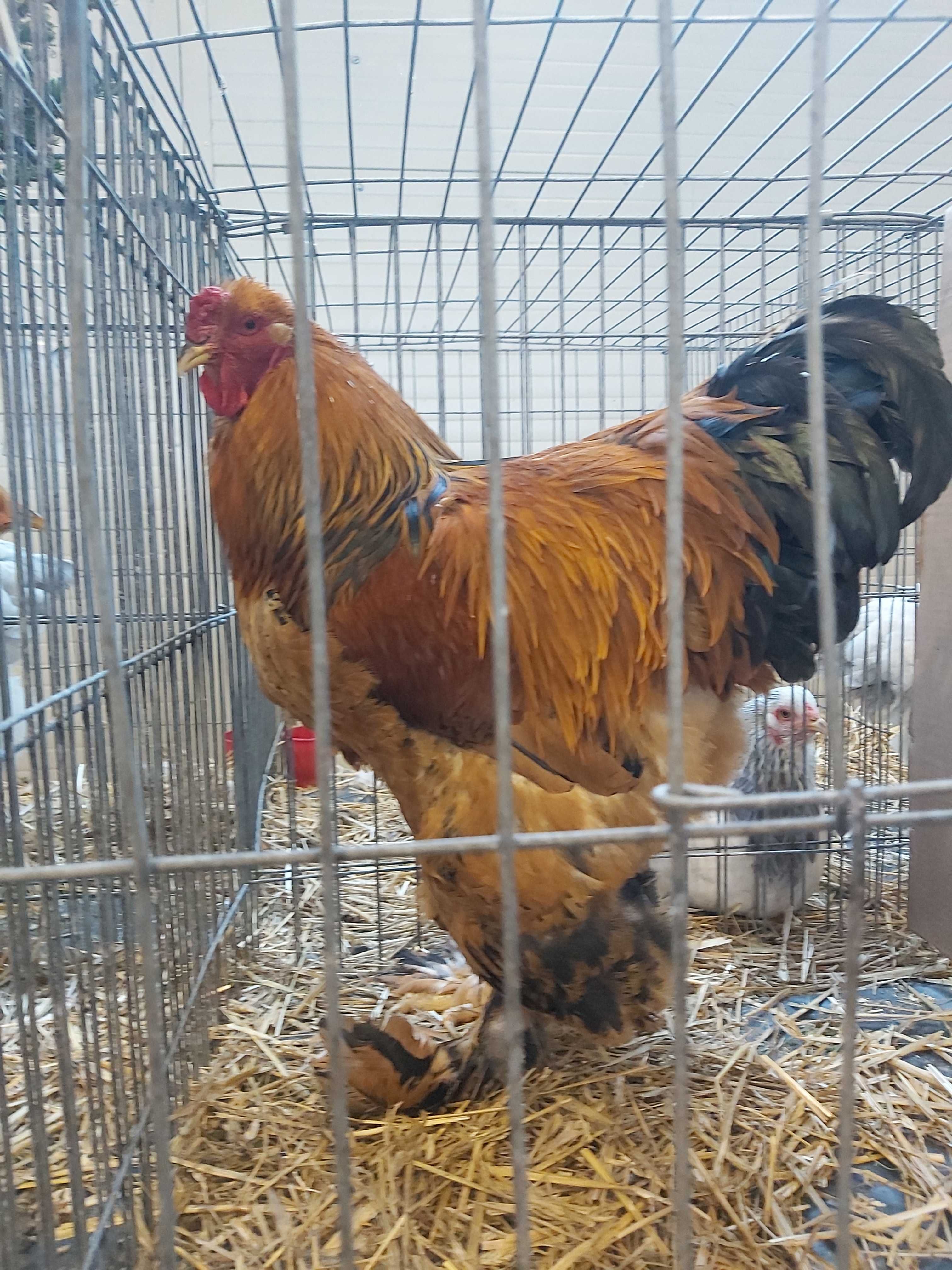 Oua Australorp Brahma Araucana Lakenvelder Mătase Wyandotte La fleche