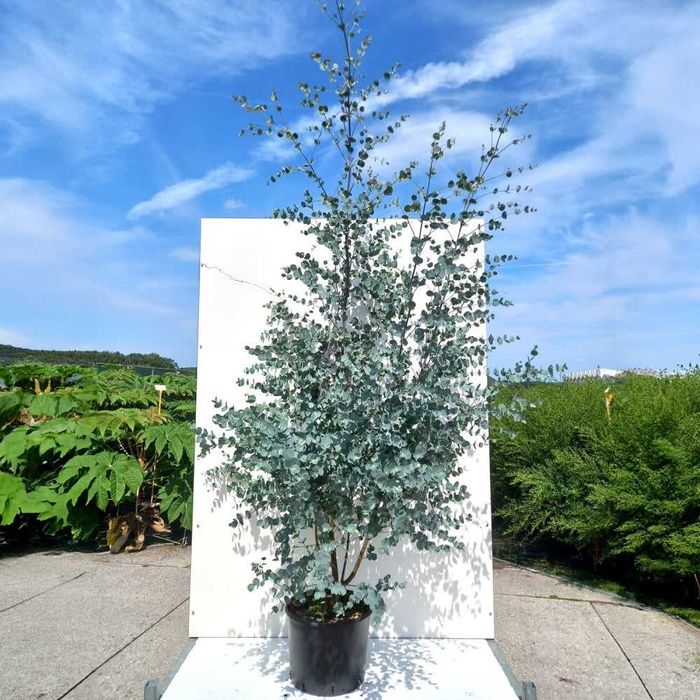 Eucalyptus Gunni Baby Blue